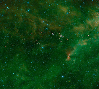Cepheus, halsband – detaljbild 4